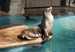 Birmingham Zoo
